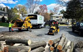 Best Tree Maintenance Programs  in La Honda, CA