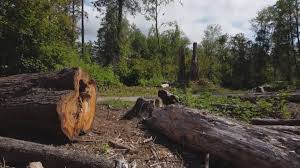 Best Tree and Shrub Care  in La Honda, CA