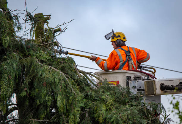 Best Root Management and Removal  in La Honda, CA