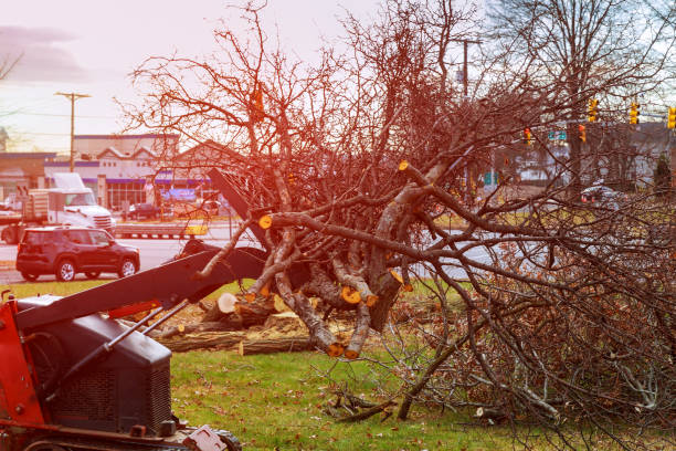Best Tree Health Inspection  in La Honda, CA