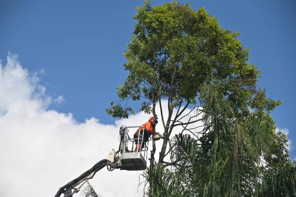 Best Lawn Maintenance Plans  in La Honda, CA