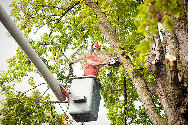 Trusted La Honda, CA Tree Care Experts