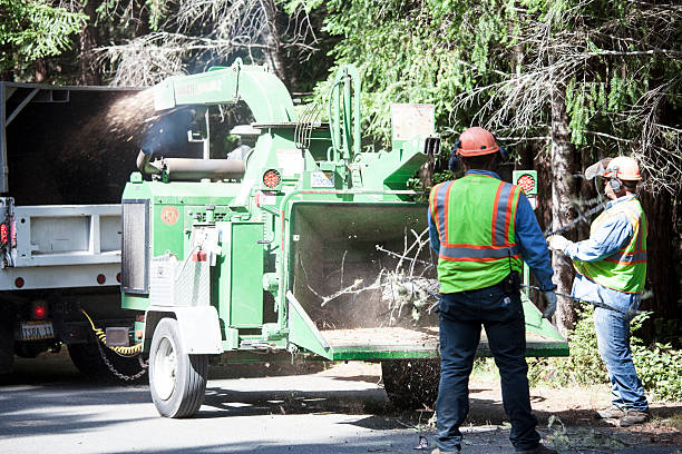 Best Lawn Irrigation Installation and Maintenance  in La Honda, CA