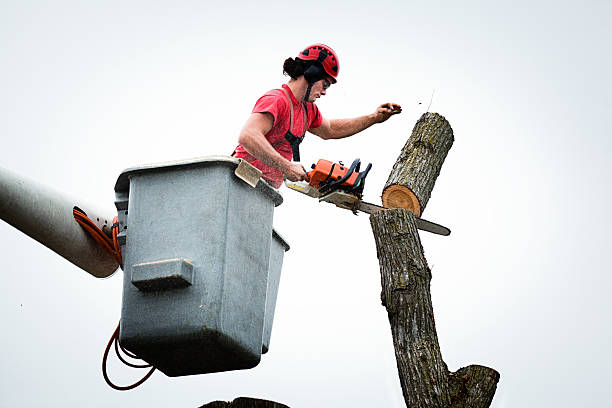Best Tree Removal  in La Honda, CA