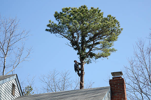 Best Leaf Removal  in La Honda, CA