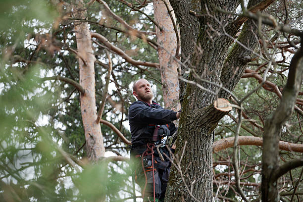 Best Tree Risk Assessment  in La Honda, CA