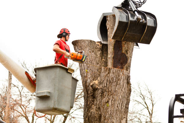How Our Tree Care Process Works  in  La Honda, CA