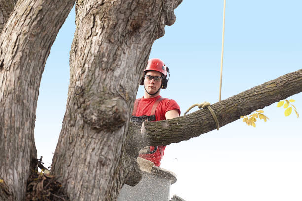 Best Tree and Shrub Care  in La Honda, CA